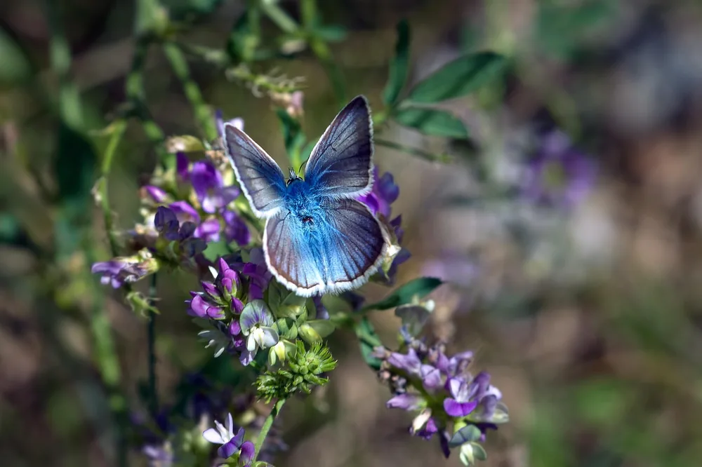 Papillon bleu posé sur des fleurs violettes